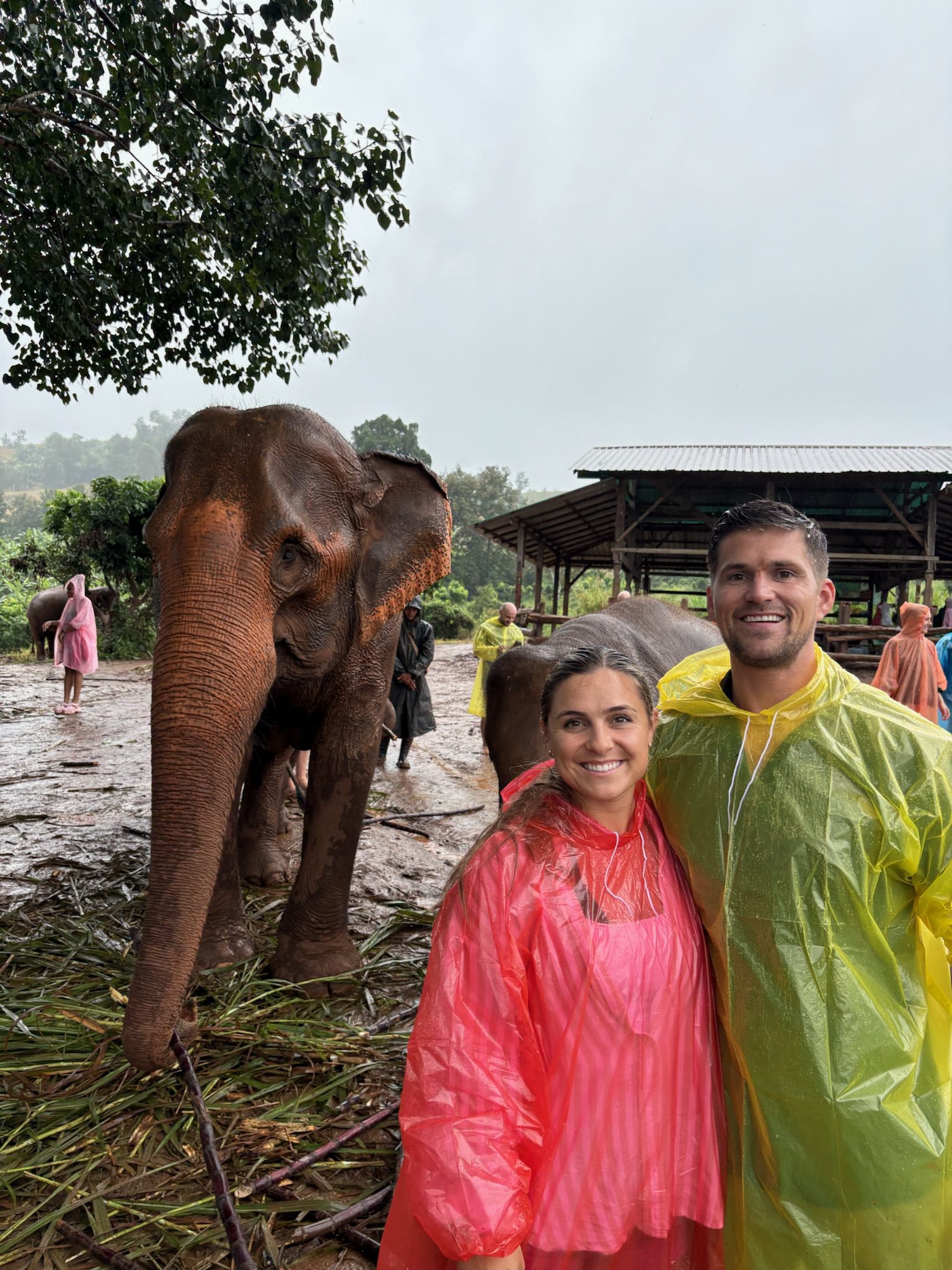 Couple in rain ponchos with elephant nearby.